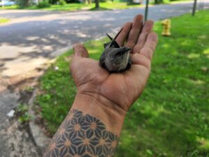 Our team specializes in wildlife removal in Maumee, OH. We provide all animal removal including, raccoon removal, squirrel control, bat removal, and mice trapping.